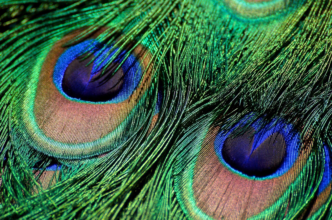 peacock feather iridescent green free photo