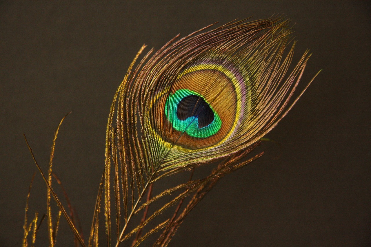 peacock feather feather peacock free photo