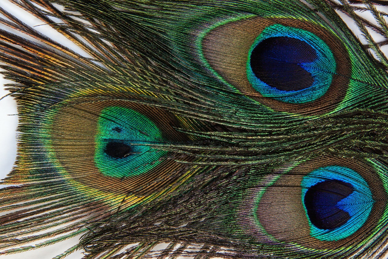 peacock feather structure fund free photo