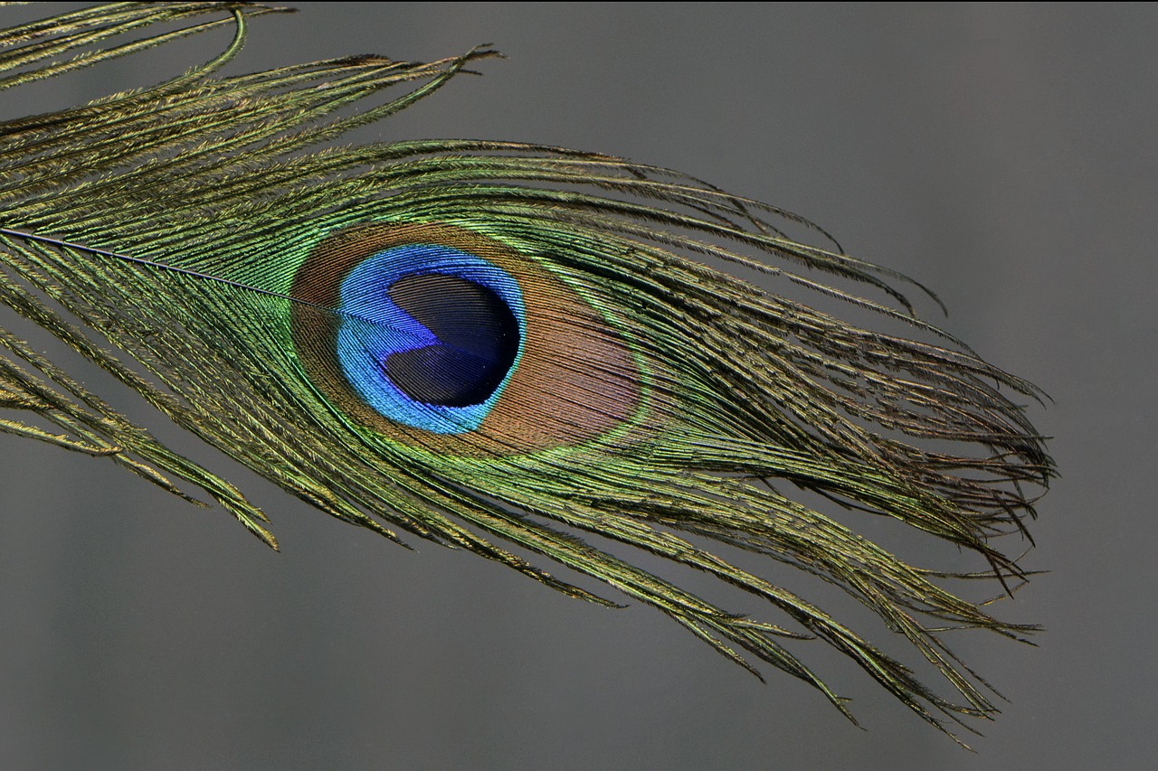 peacock feather peacock feather free photo