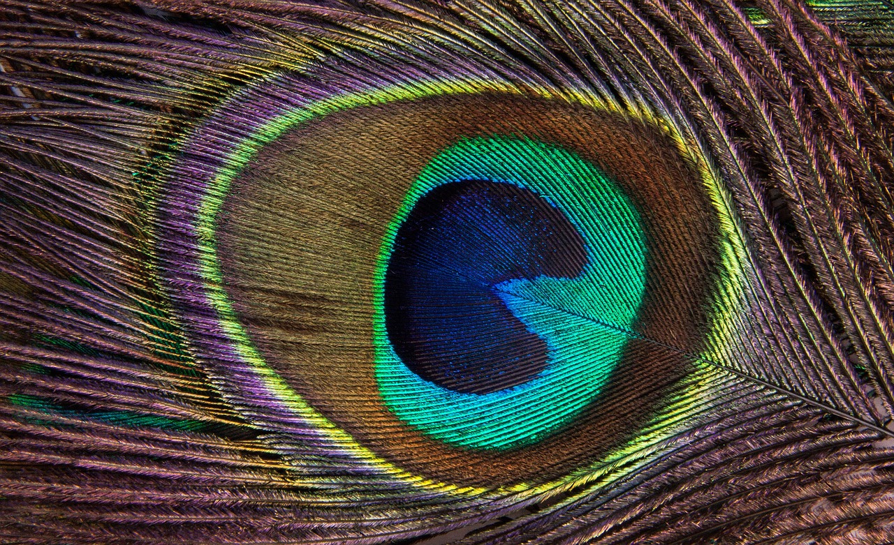 peacock feather colourful feather macro feather free photo