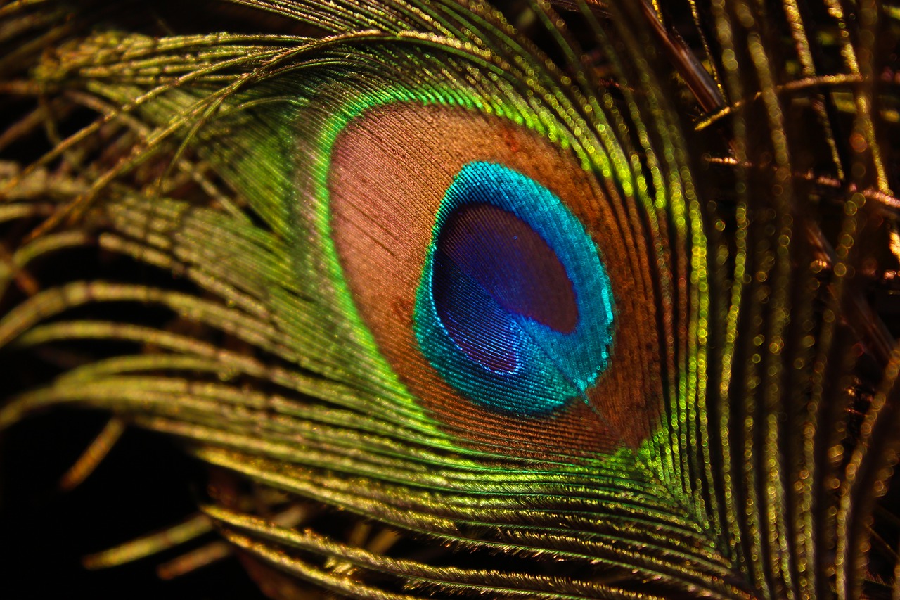 peacock feather  wing  bird free photo