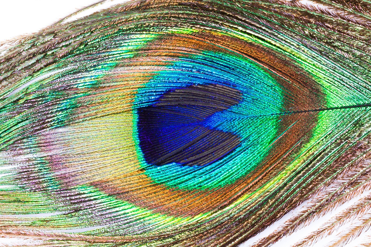 peacock feather structure fund free photo