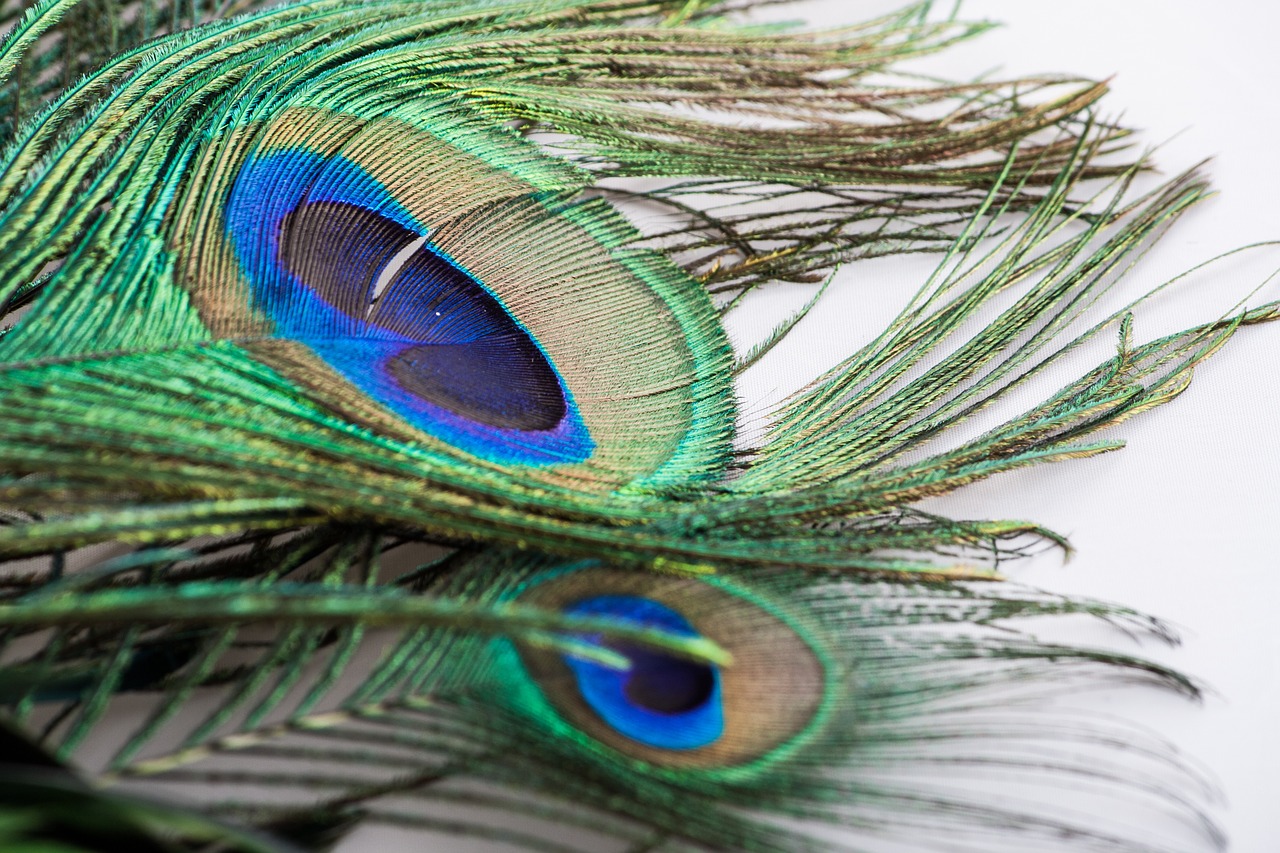 peacock feather peacock feather free photo