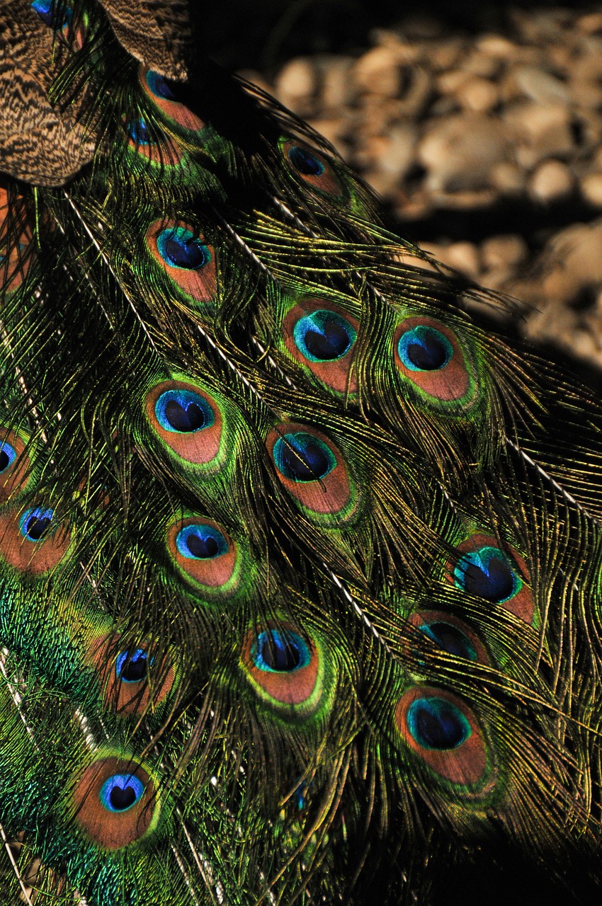 peacock feather pattern tail free photo