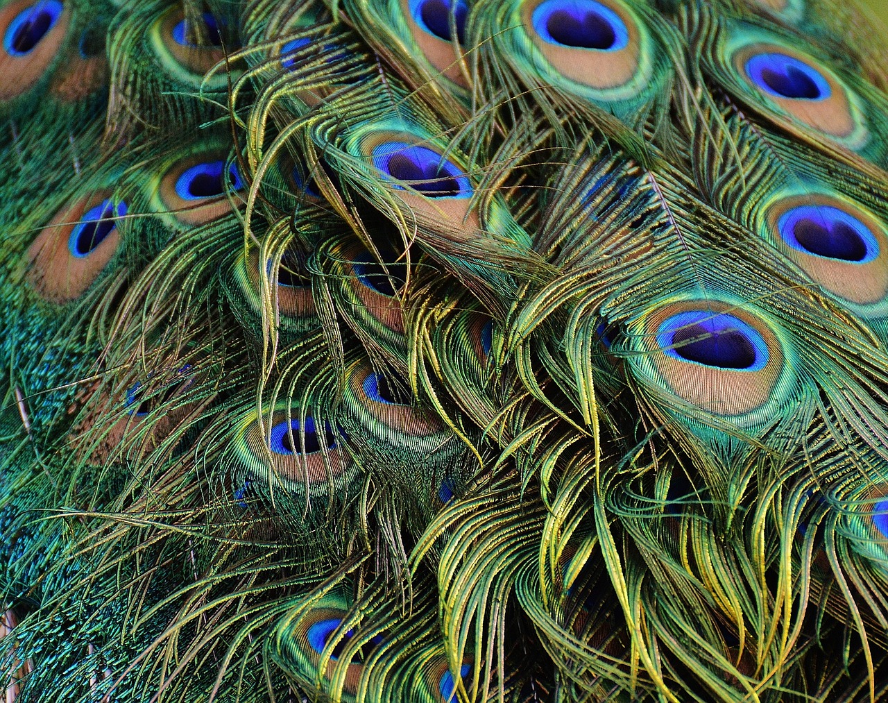 peacock feathers peacock bird free photo