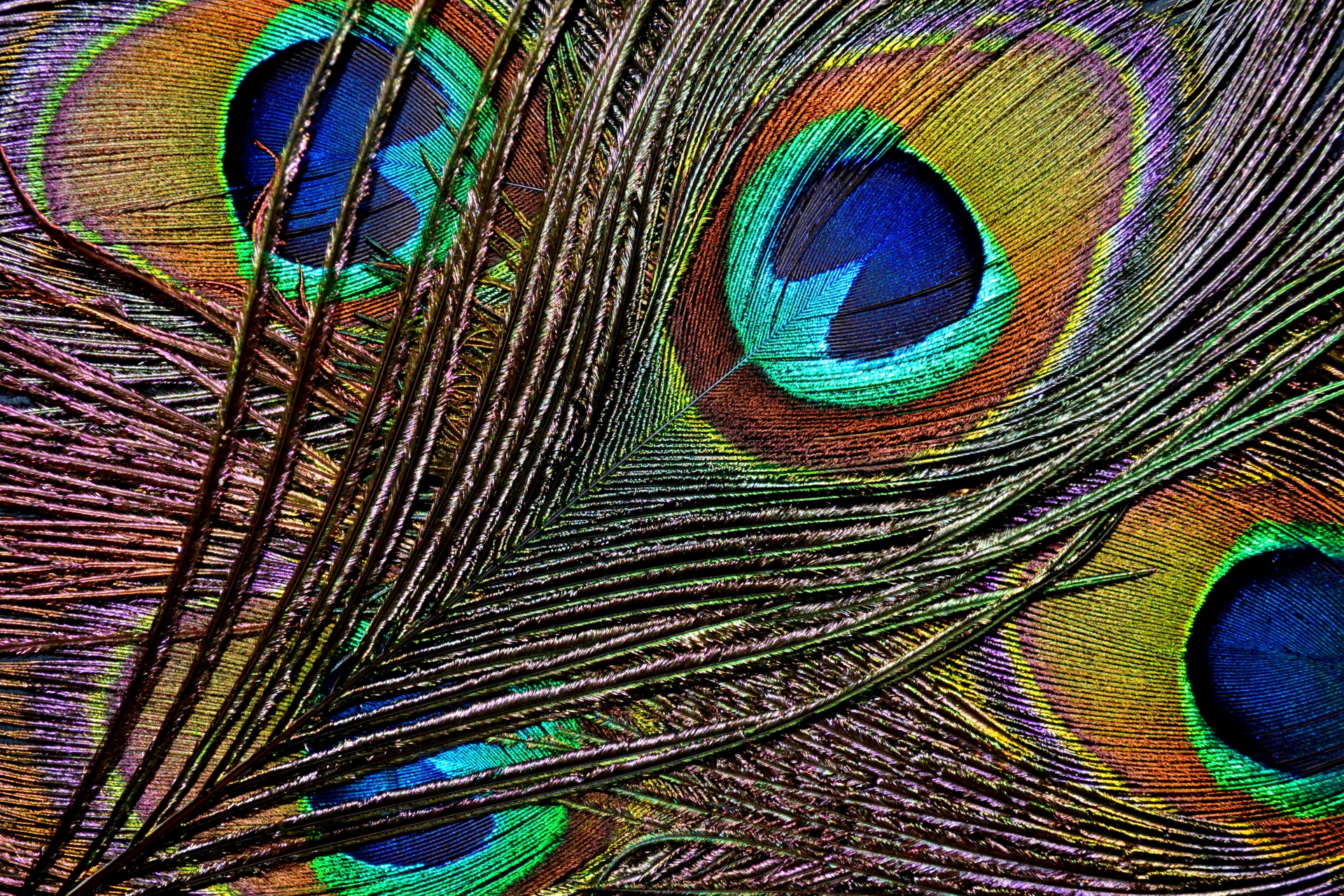 peacock feathers colourful free photo