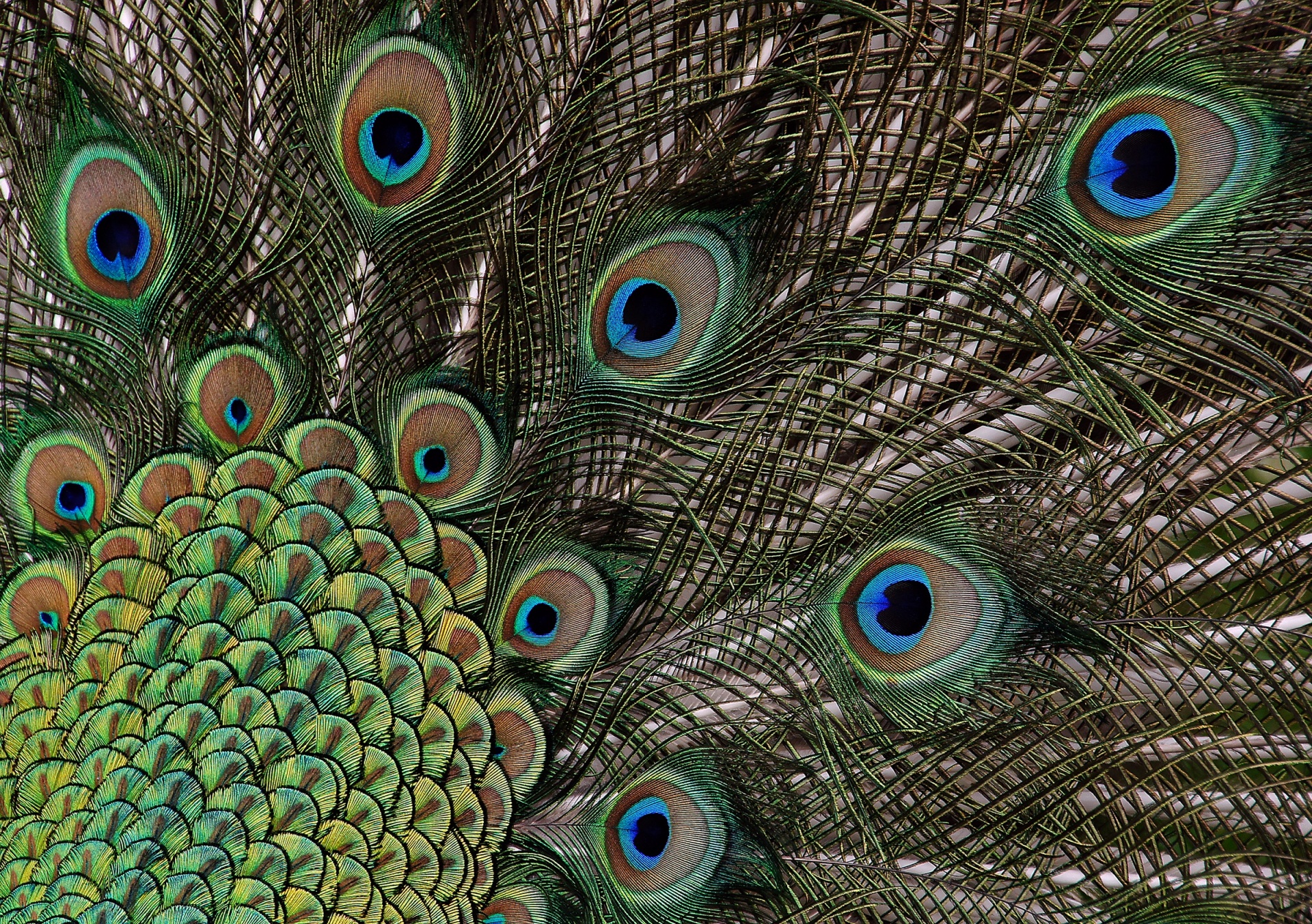 peacock bird feathers free photo