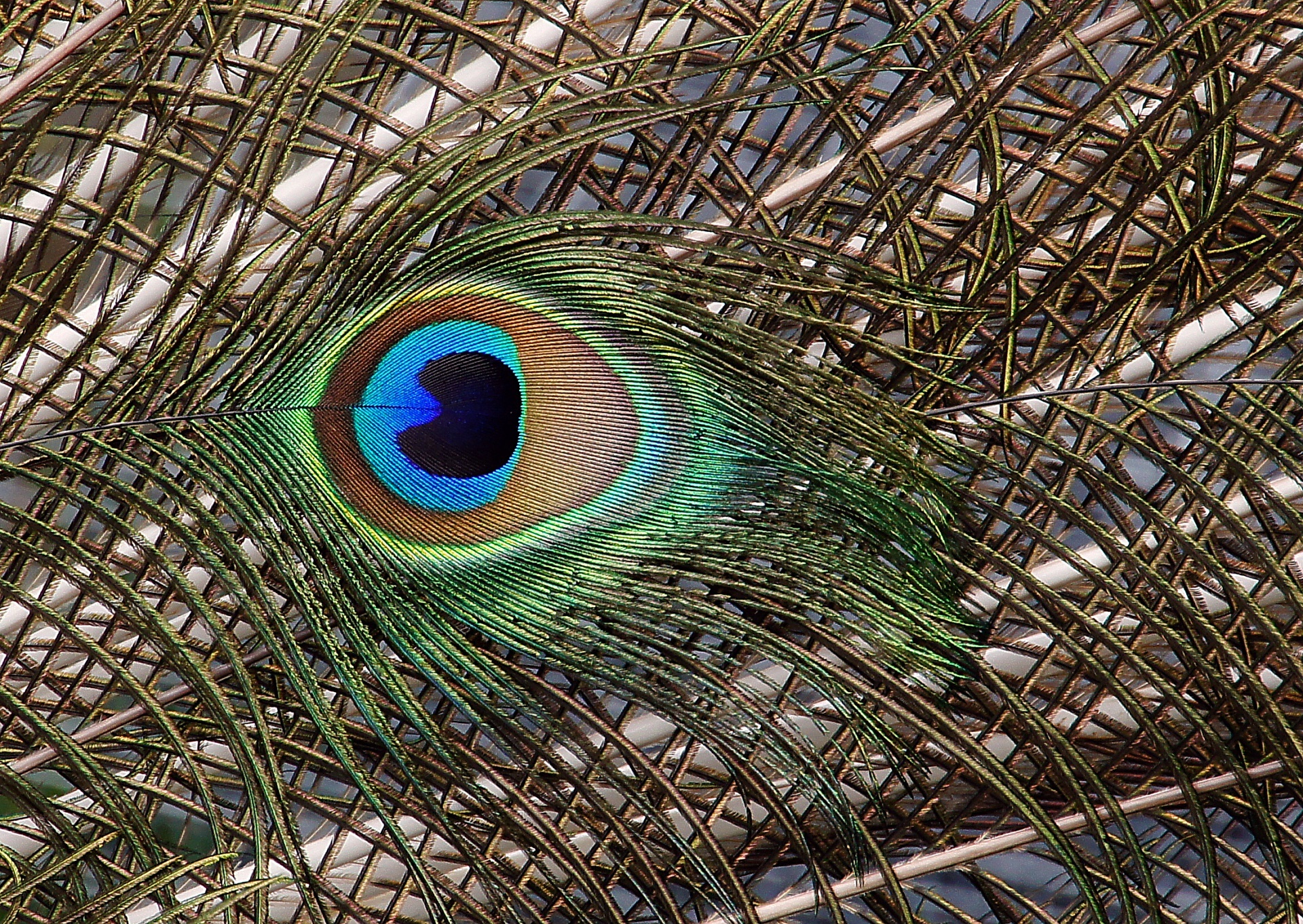 peacock bird feathers free photo