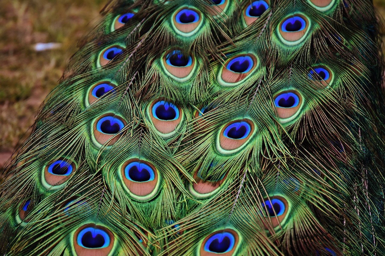 peacock feathers colorful bird free photo