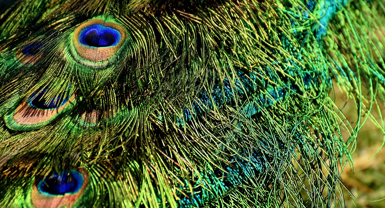 peacock feathers colorful iridescent free photo