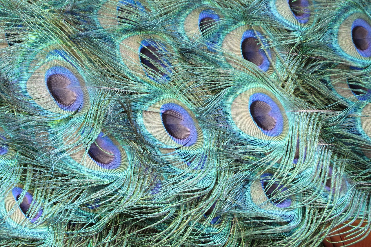 peacock feathers peacock bird free photo