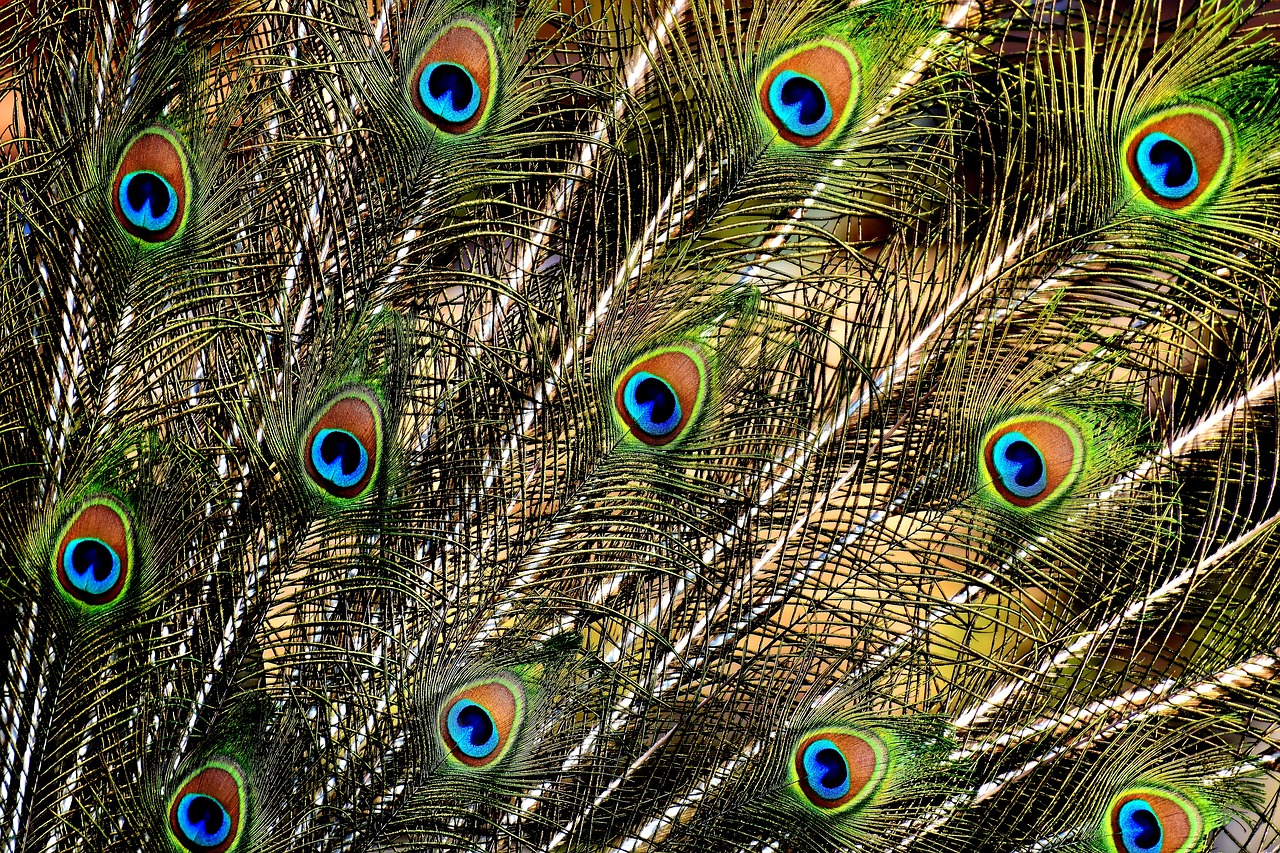 peacock feathers colorful bird free photo