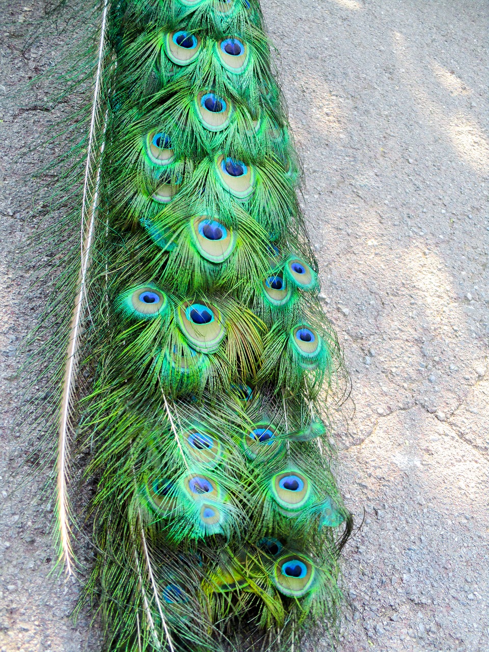 peacock feathers peacock green free photo