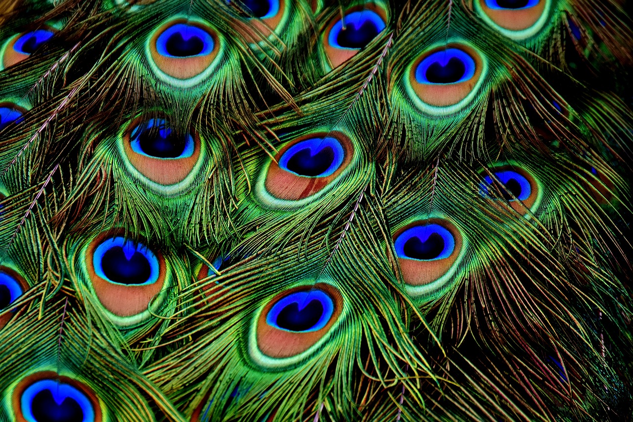 peacock feathers plumage iridescent free photo