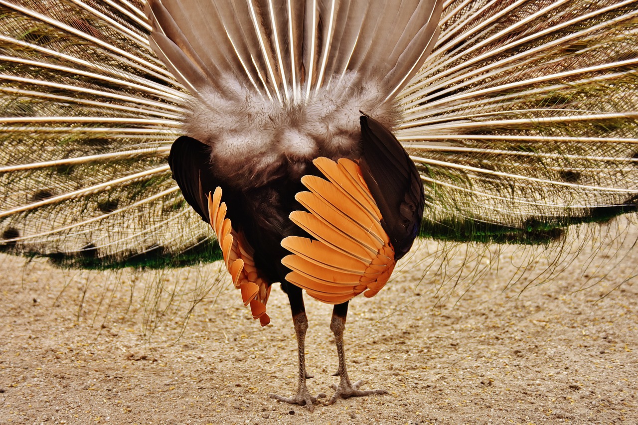 peacock feathers wheel plumage free photo