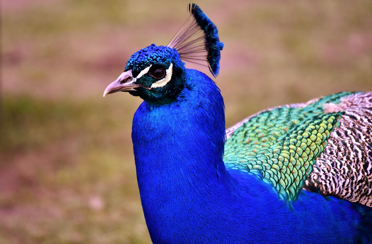 peacock feathers plumage iridescent free photo