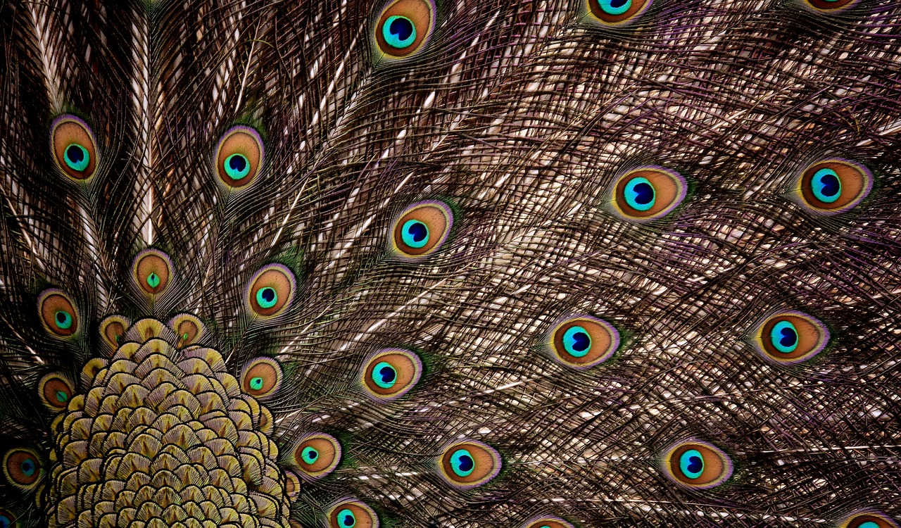 peacock feathers wheel plumage free photo