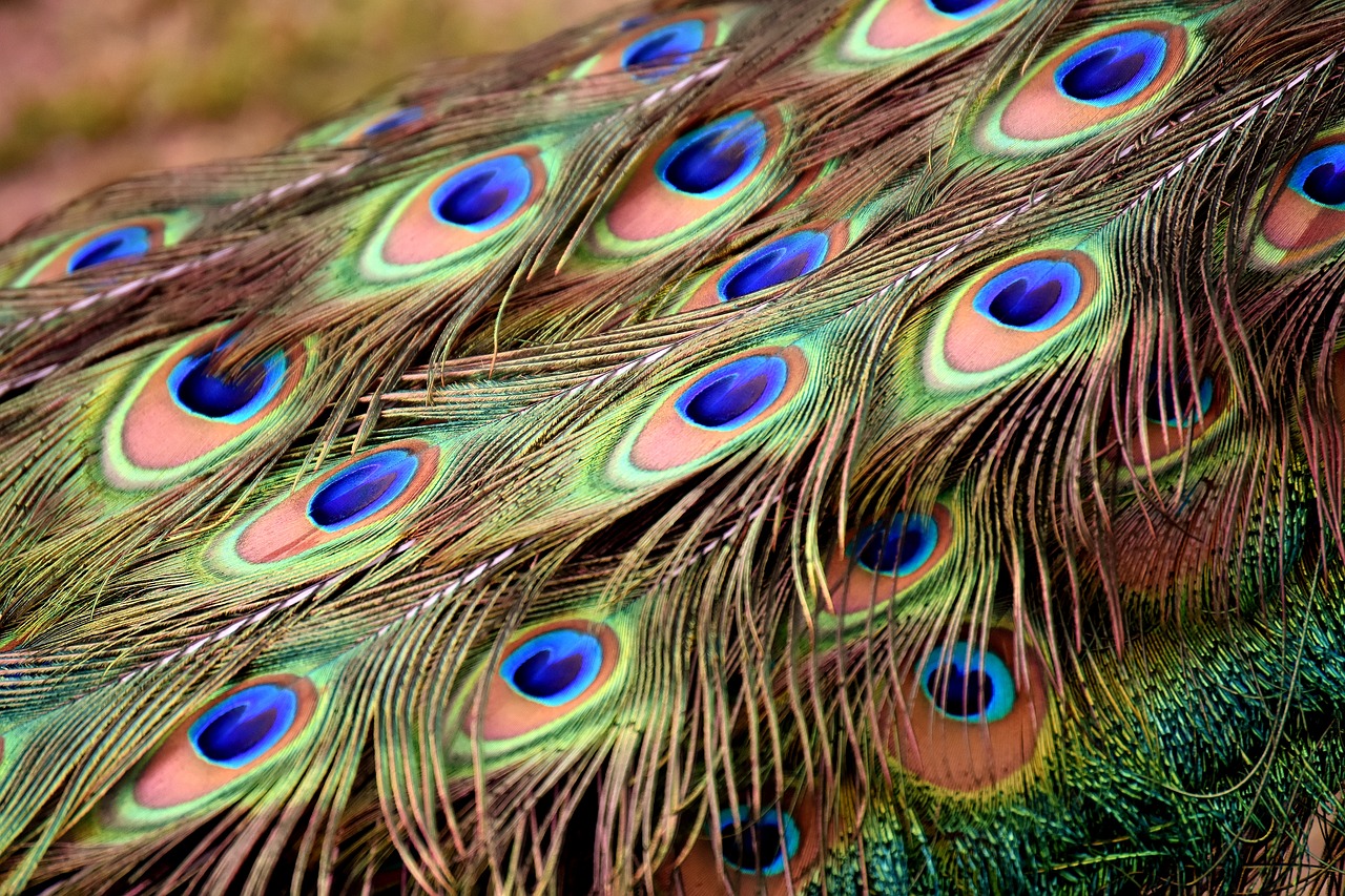 peacock feathers wheel plumage free photo