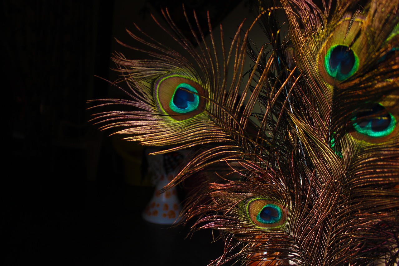 peacock feathers  love  bird free photo