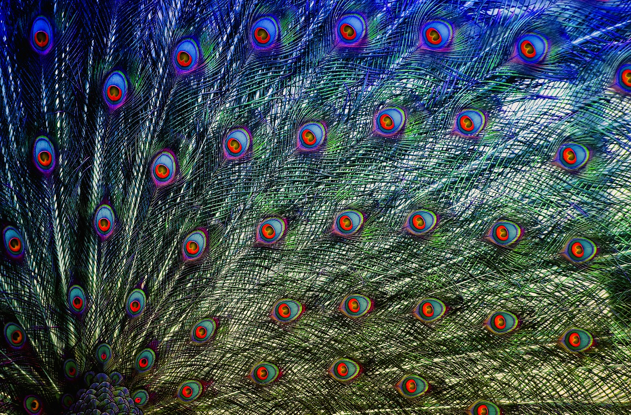 peacock feathers  colorful  feather free photo