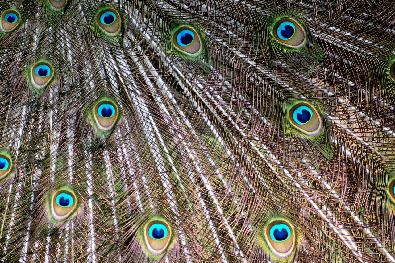peacock feathers  pattern  colorful free photo