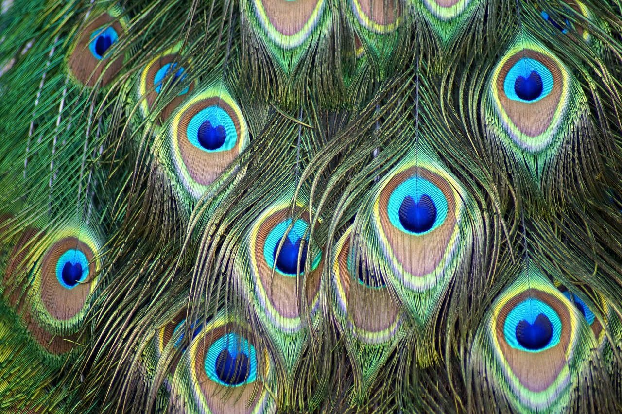 peacock feathers  peacock  bird free photo