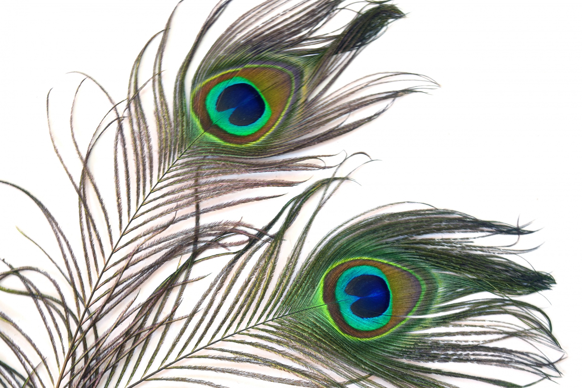 peacock feather fur free photo