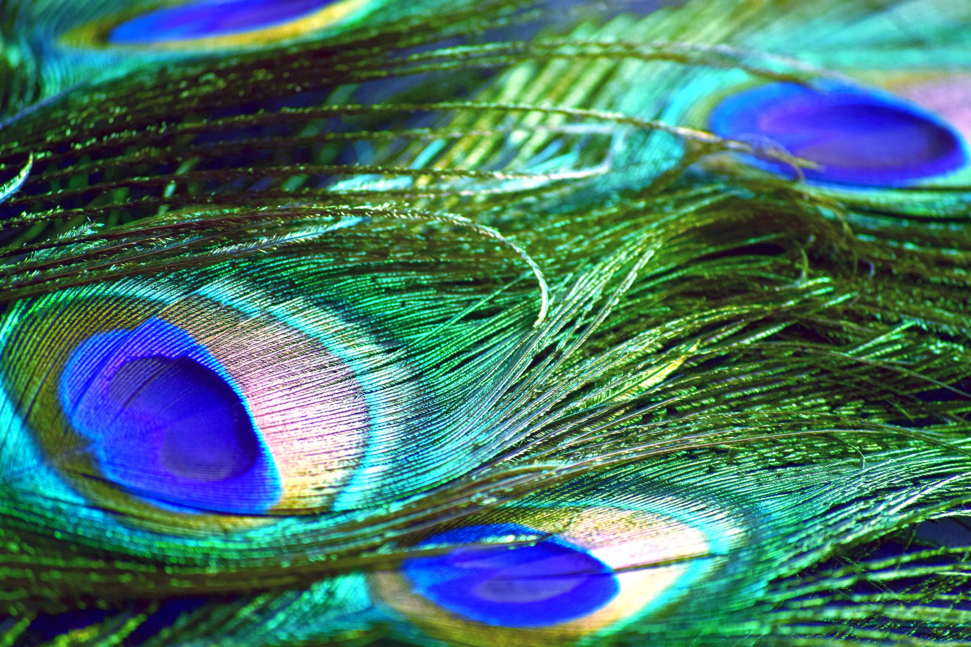 feather colors peacock free photo