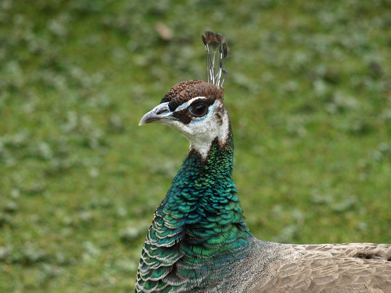 peacock females peacock bird free photo