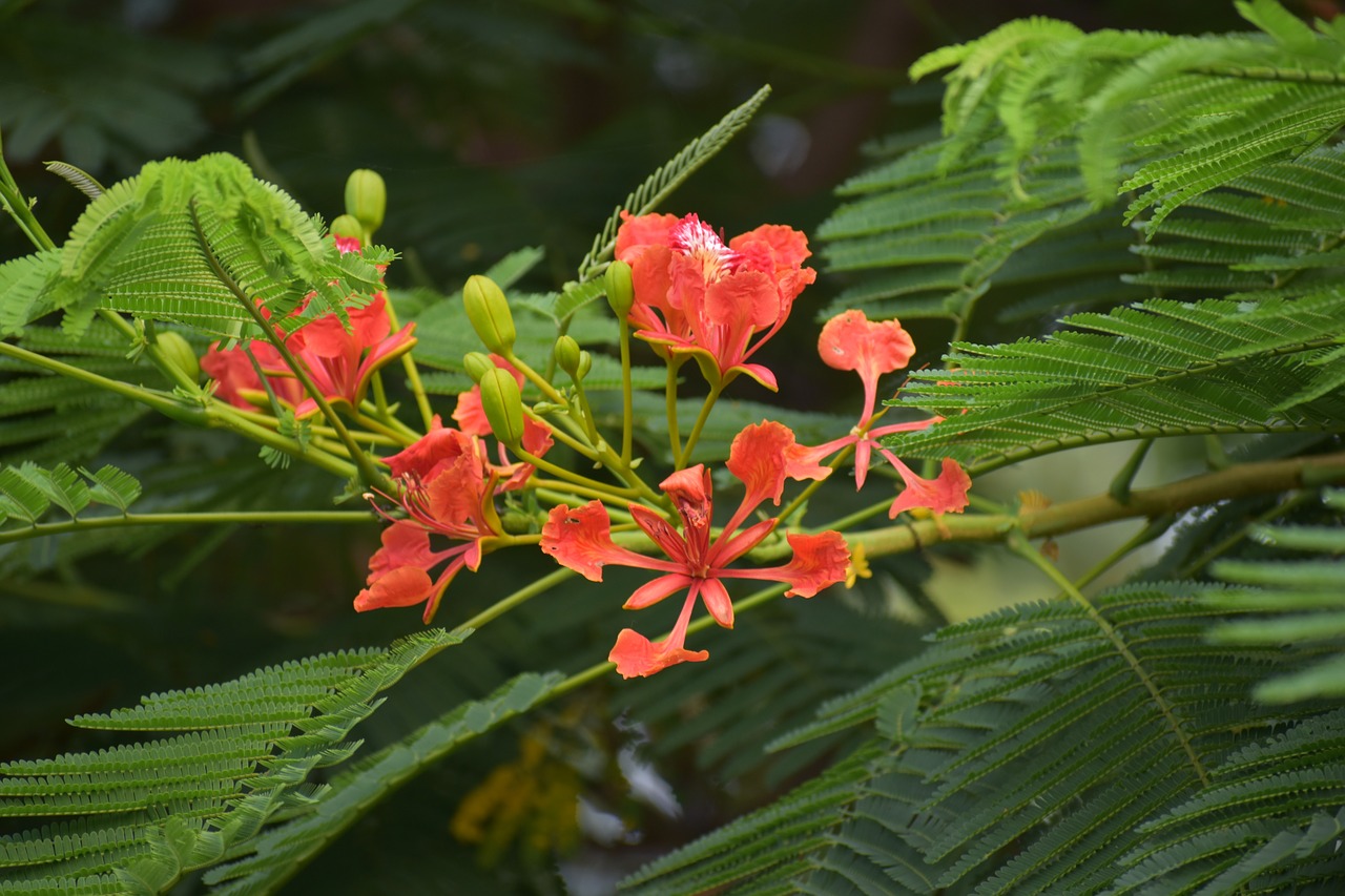 peacock flower red bird of paradise flower free photo