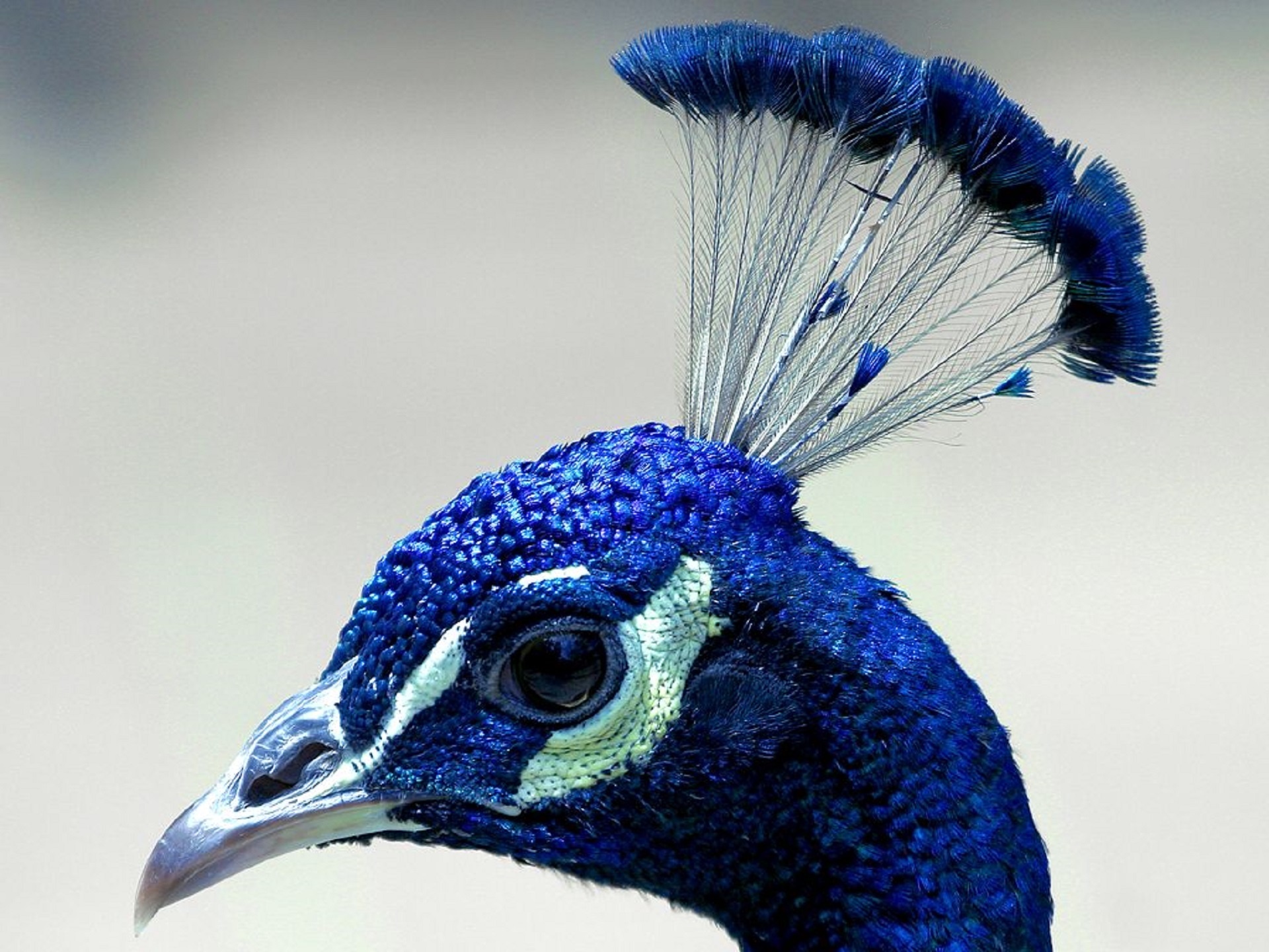 peacock head profile free photo