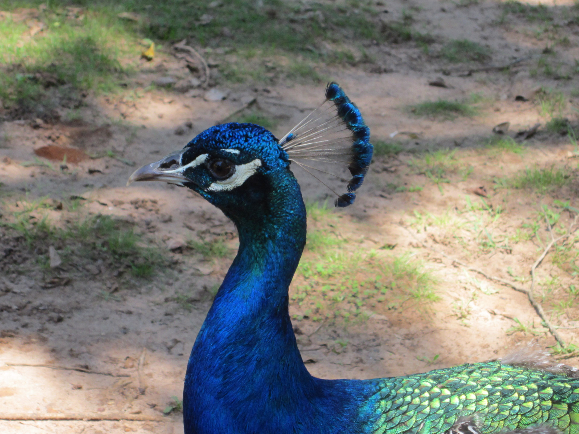 peacock peacock in profile free pictures free photo