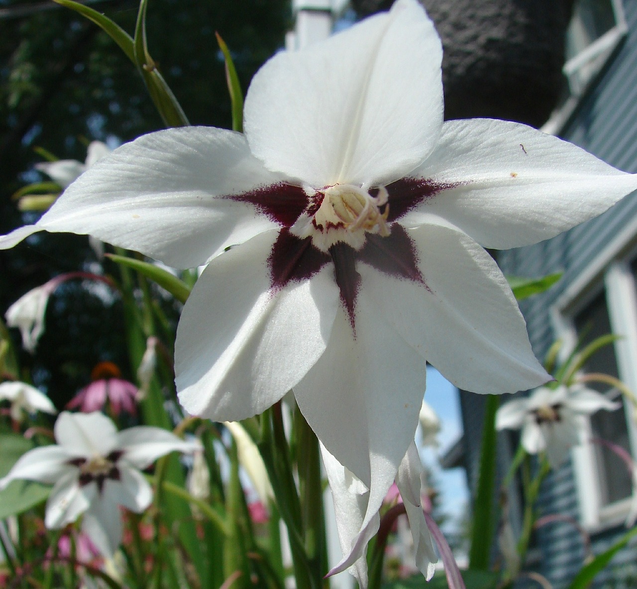 peacock orchid orchid flower free photo