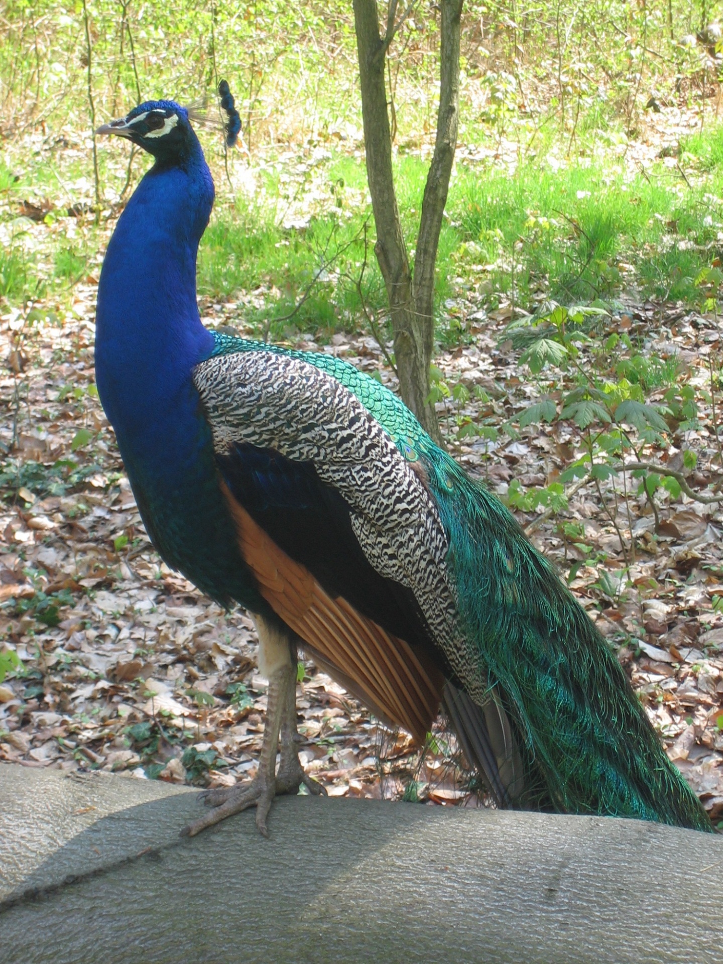 peacock plumage bird free photo