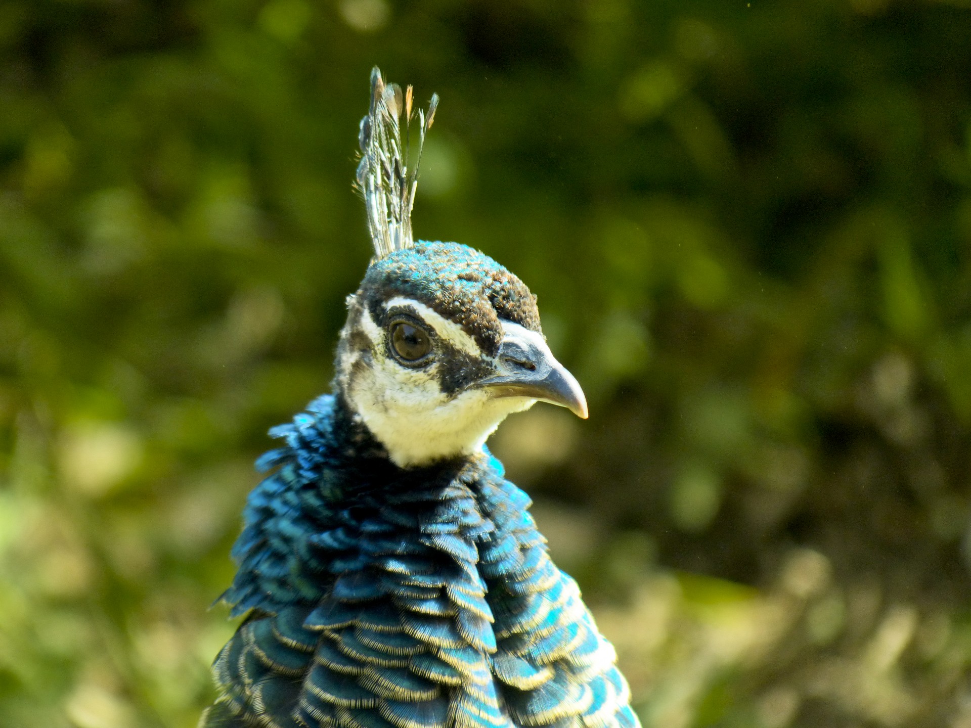 bird peacock portrait free photo