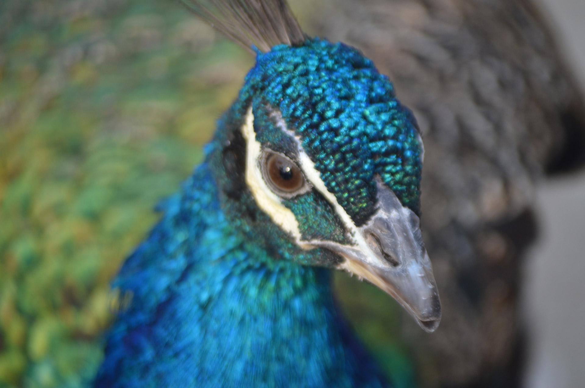 peacock bird exotic free photo