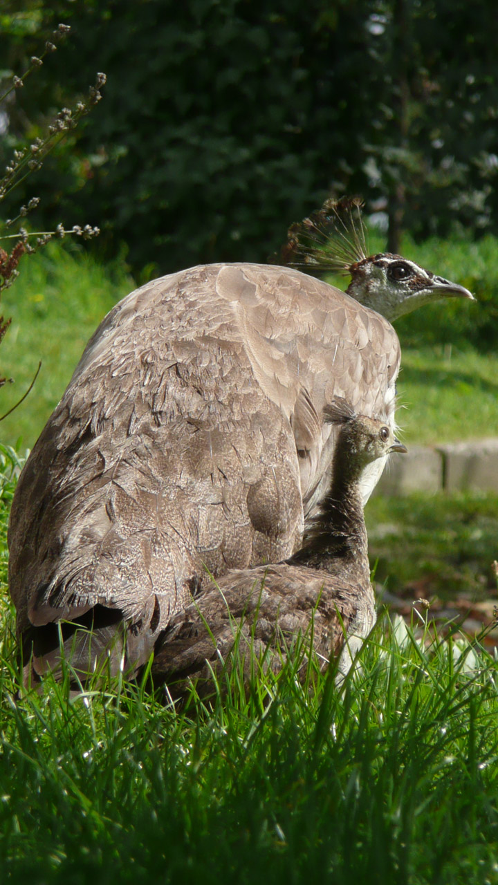 peacock young peacock free photo