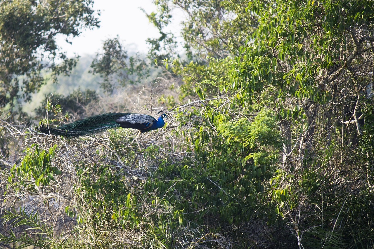 peacocks blue peafowls free photo