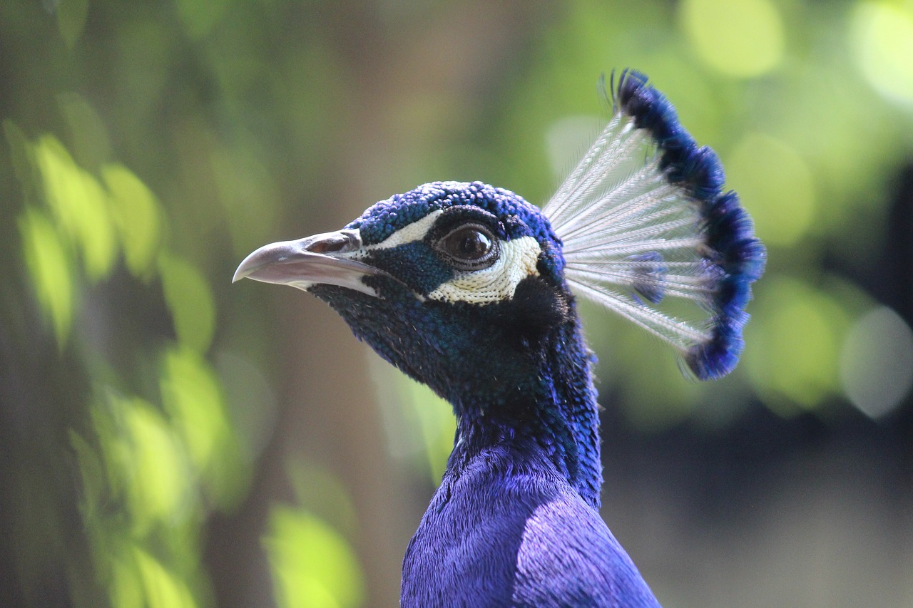 peacok  peacock  natural free photo