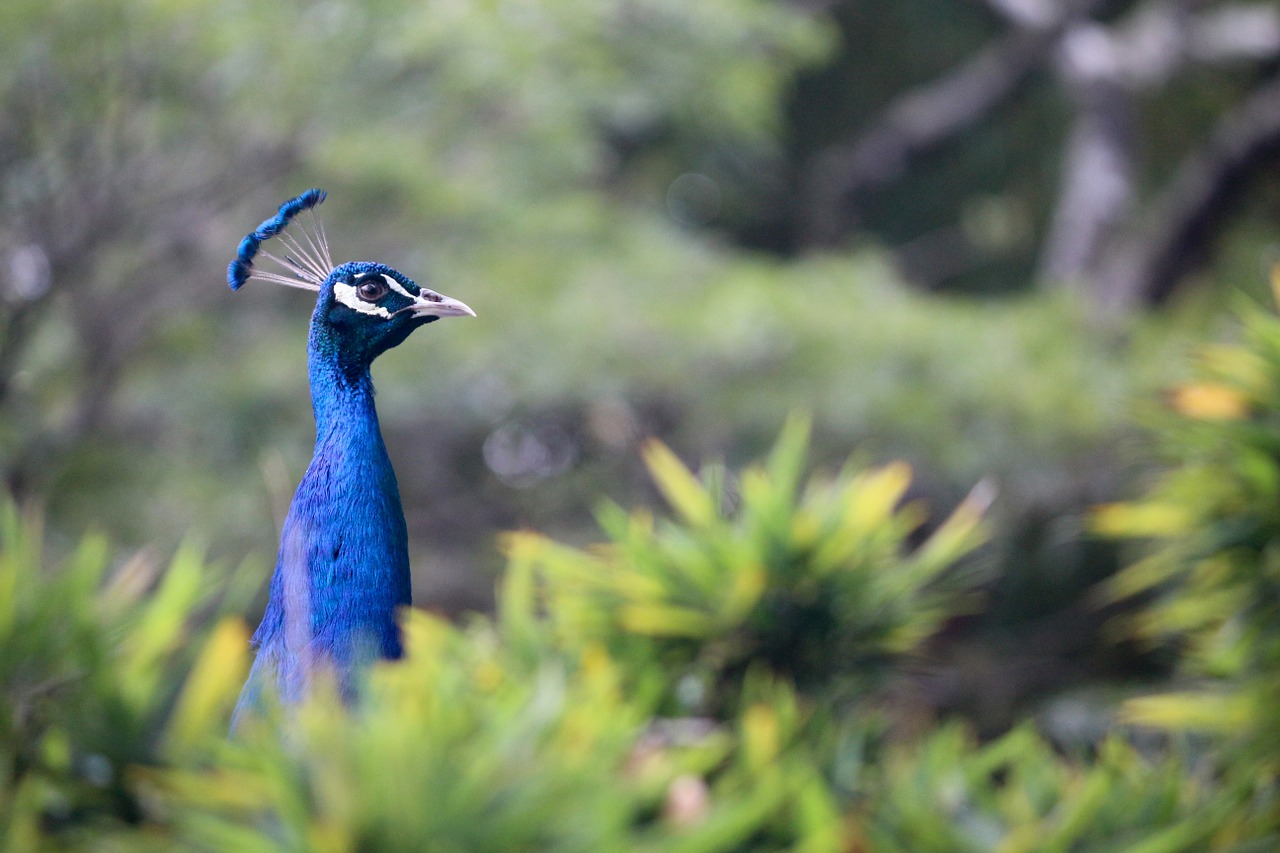 peafowl animal bird free photo