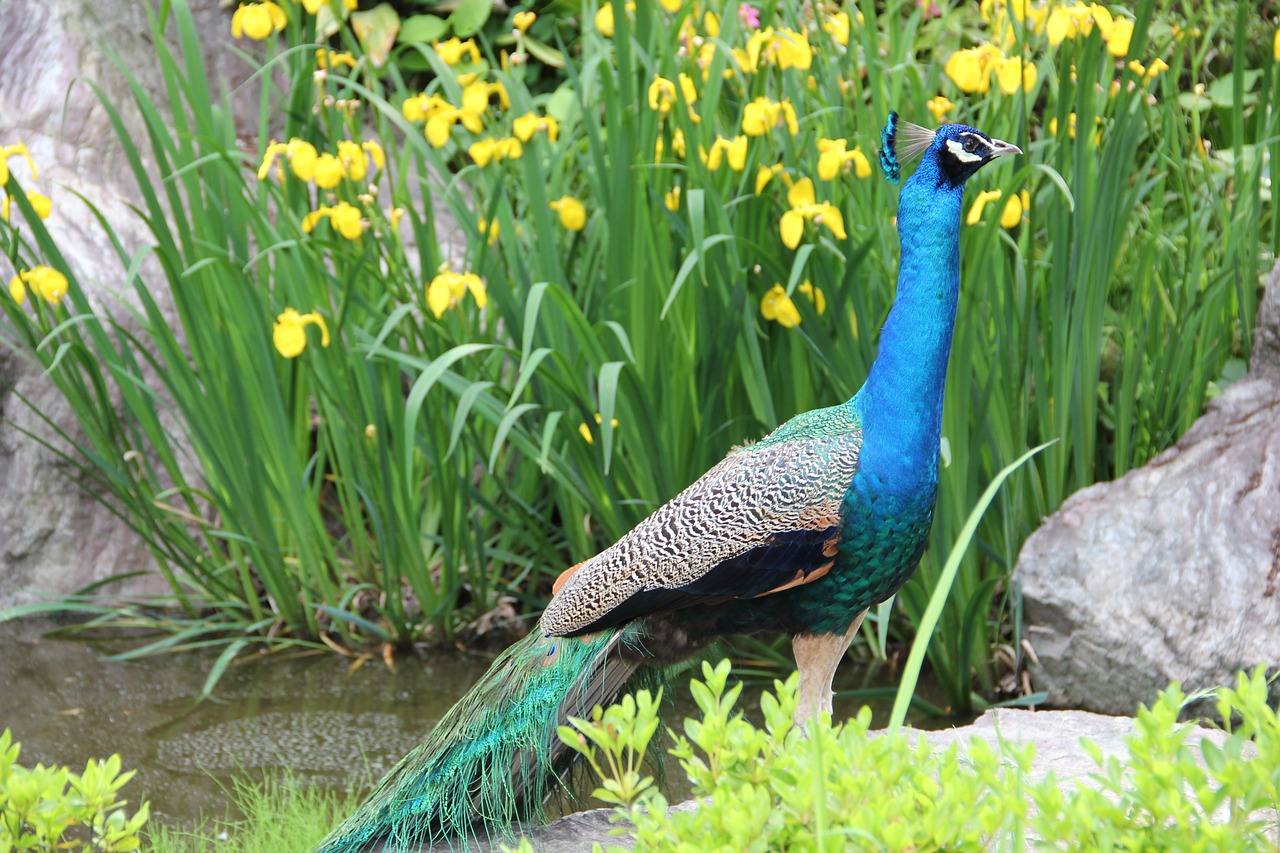 peafowl indian peafowl blue peafowl free photo