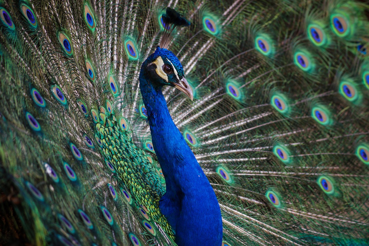 peafowl peacock blue free photo