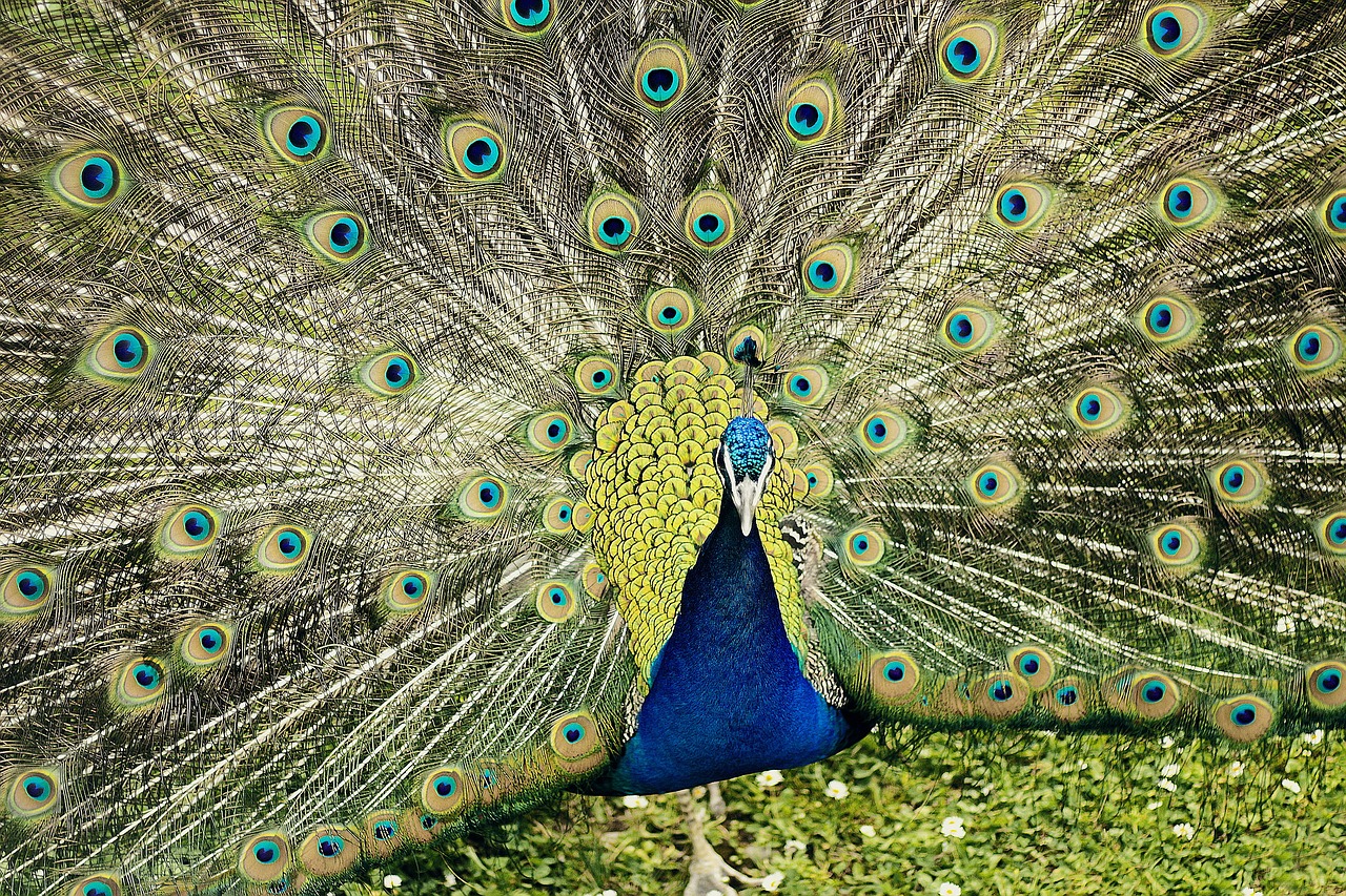 peafowl peacock colorful free photo