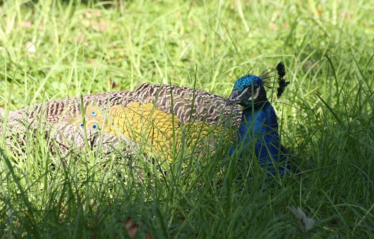 peafowls blue hiding free photo