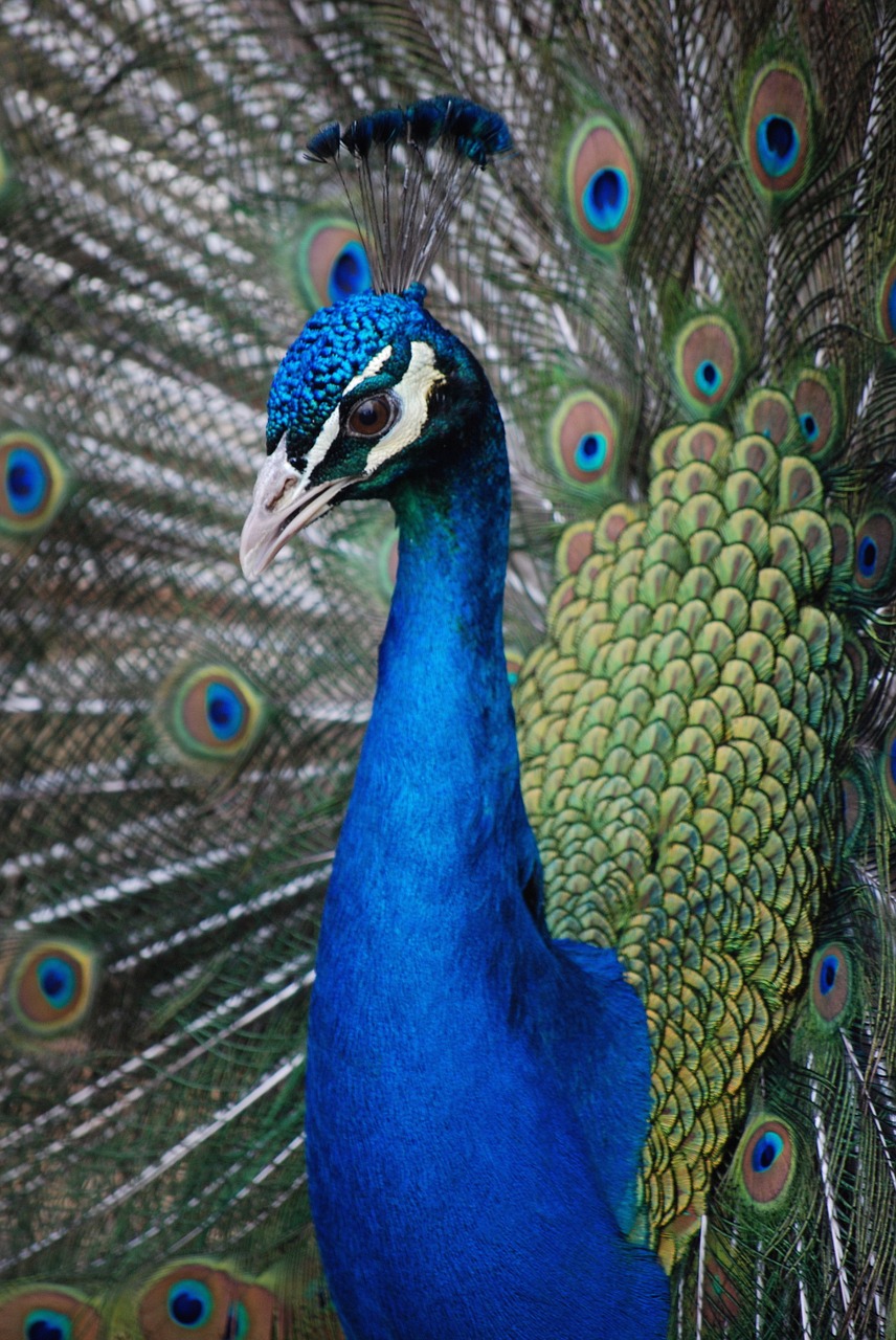 peahen bird peacock free photo