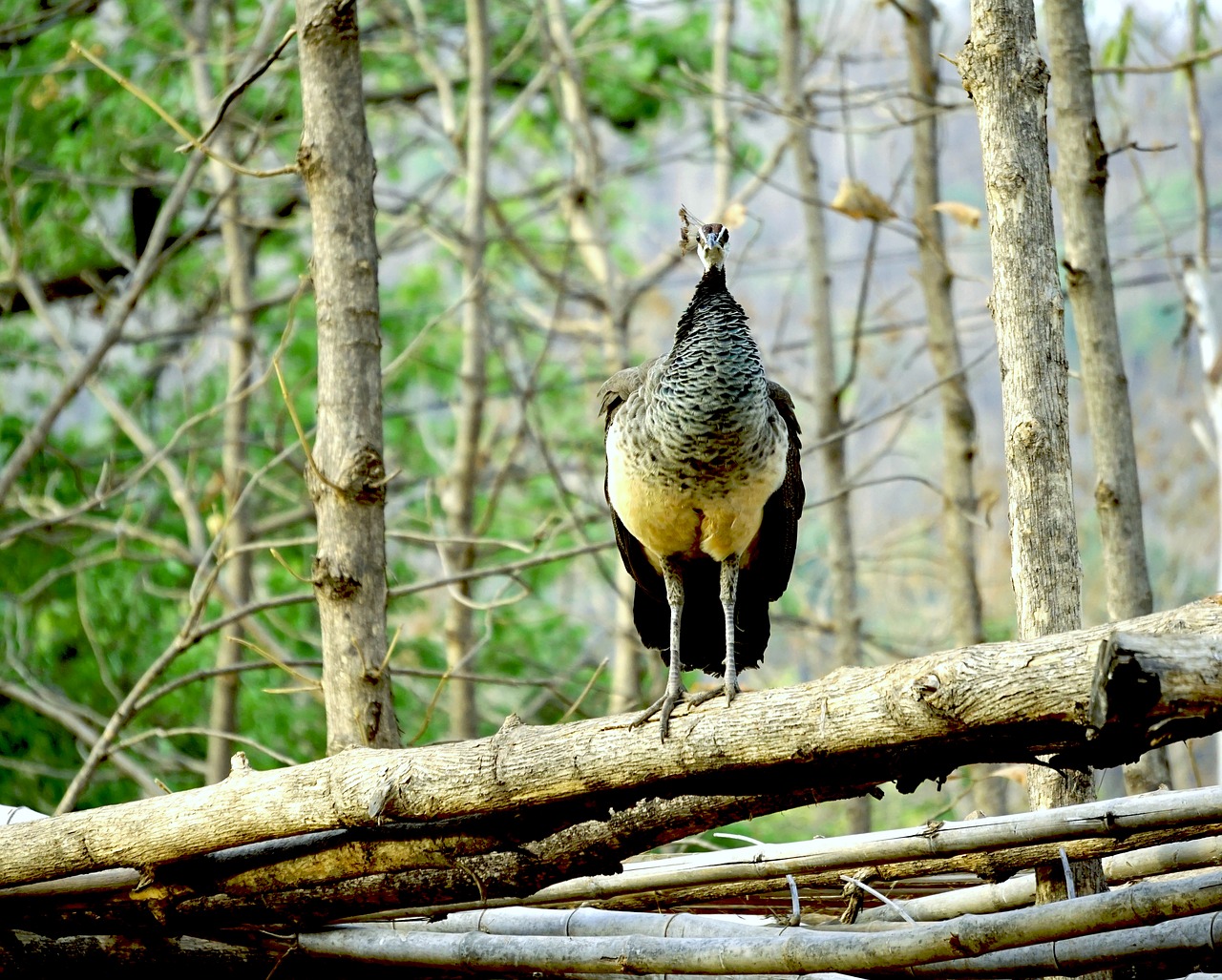 peahen  peacock  indian free photo