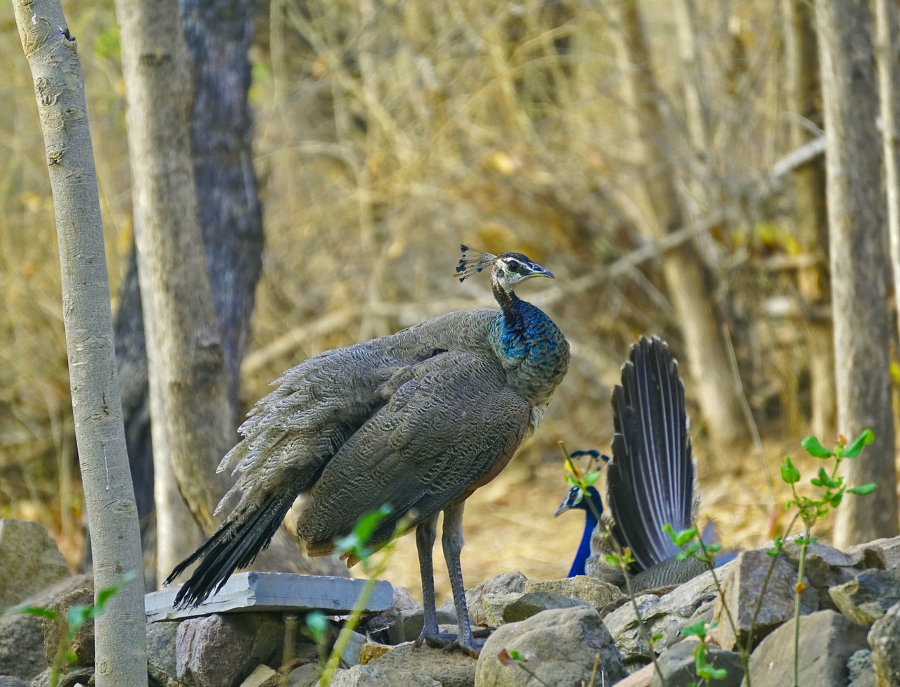 peahens  indian  birds free photo