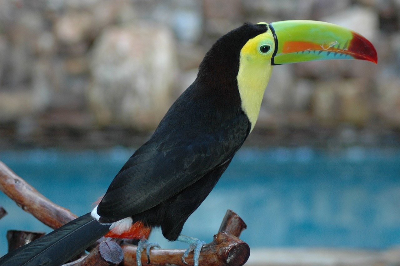 peak  toucan  ave free photo