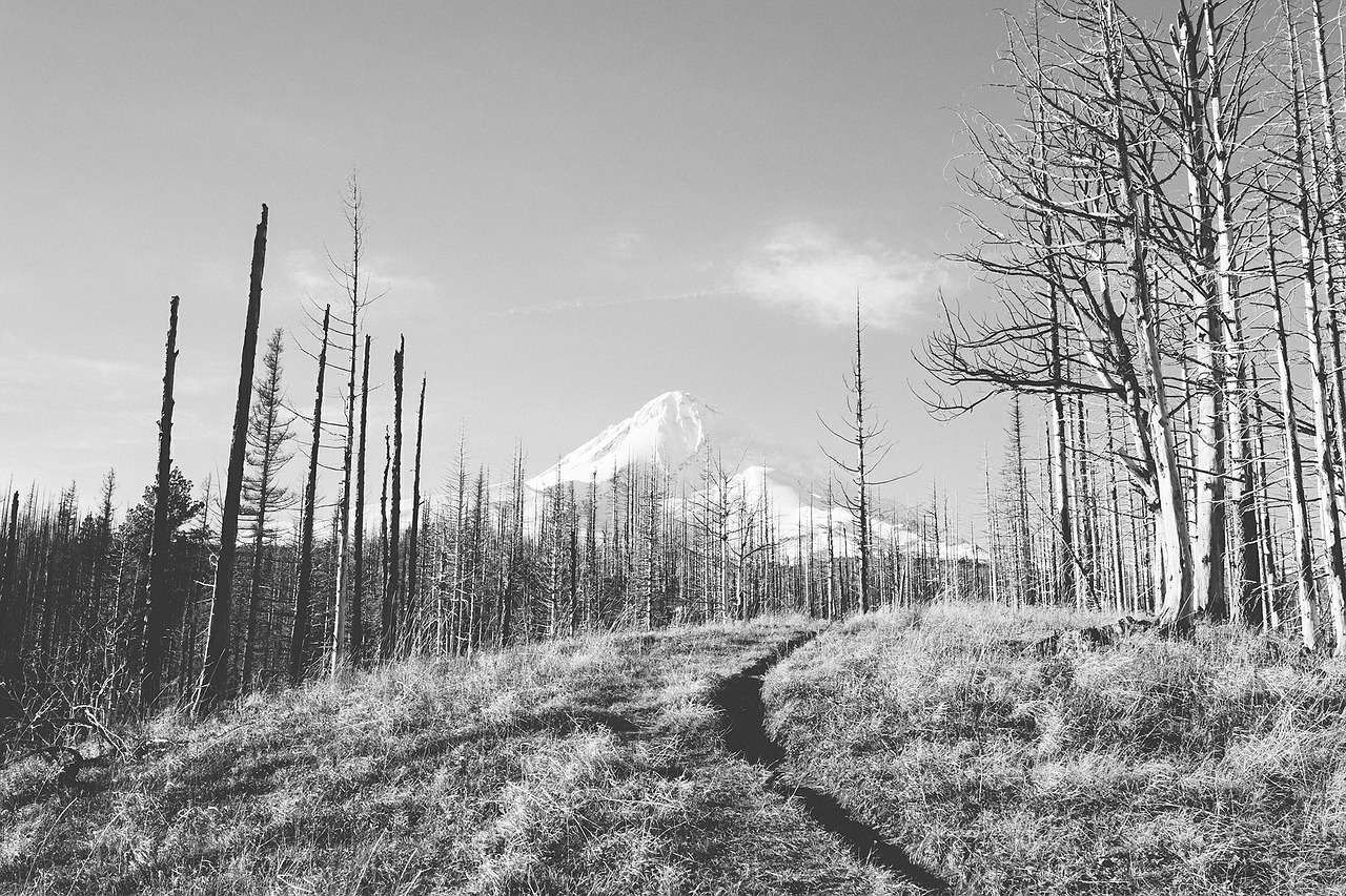 peak snow path free photo